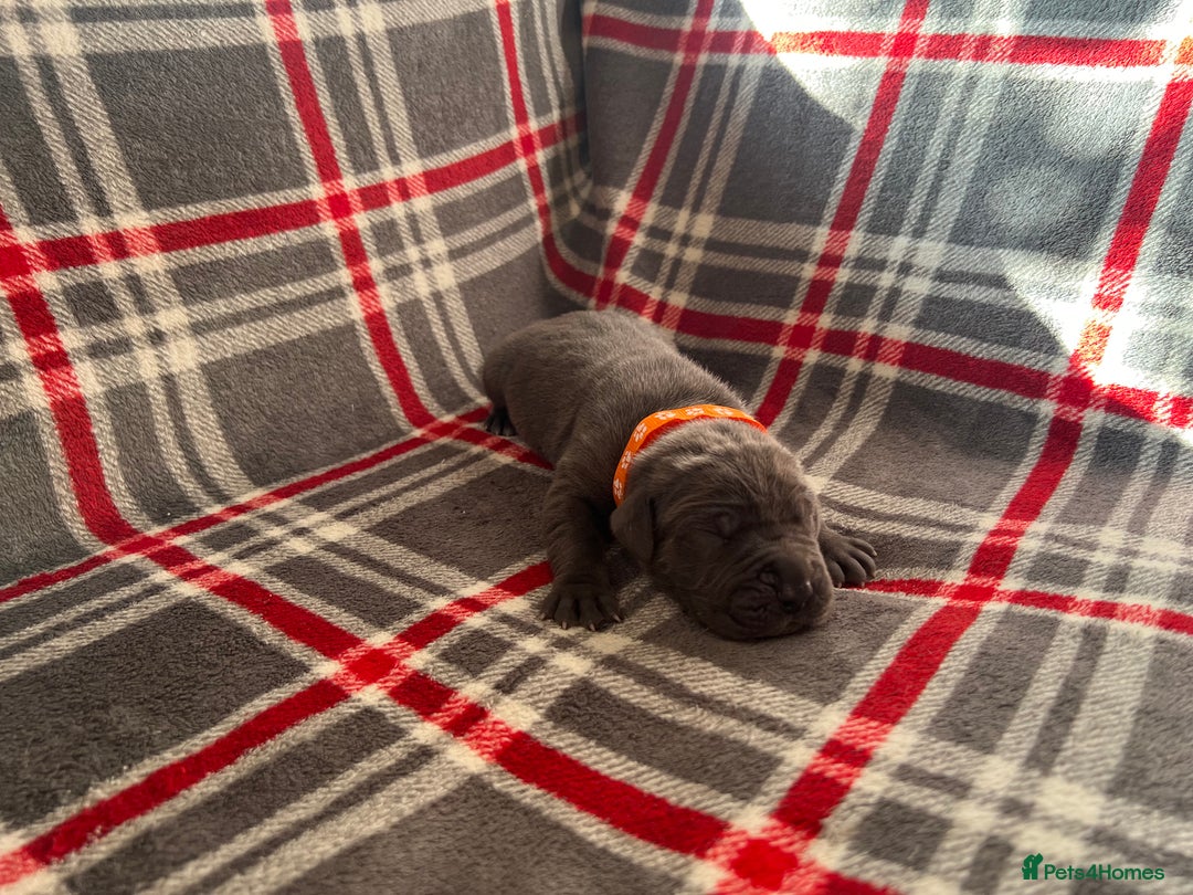 Great Dane dogs for sale: Great Dane puppies - Image 28