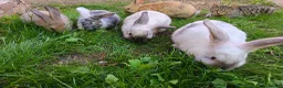Dwarf Lop rabbits for sale: 5 boys dwarf Lops  - Advert 1
