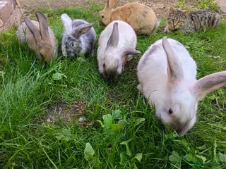 Dwarf Lop rabbits 5 boys dwarf Lops - Advert 16