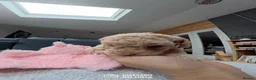 Cavapoo dogs for sale: Cavapoo Puppies – 3 Girls & 1 Boy for Loving Homes - Advert 21
