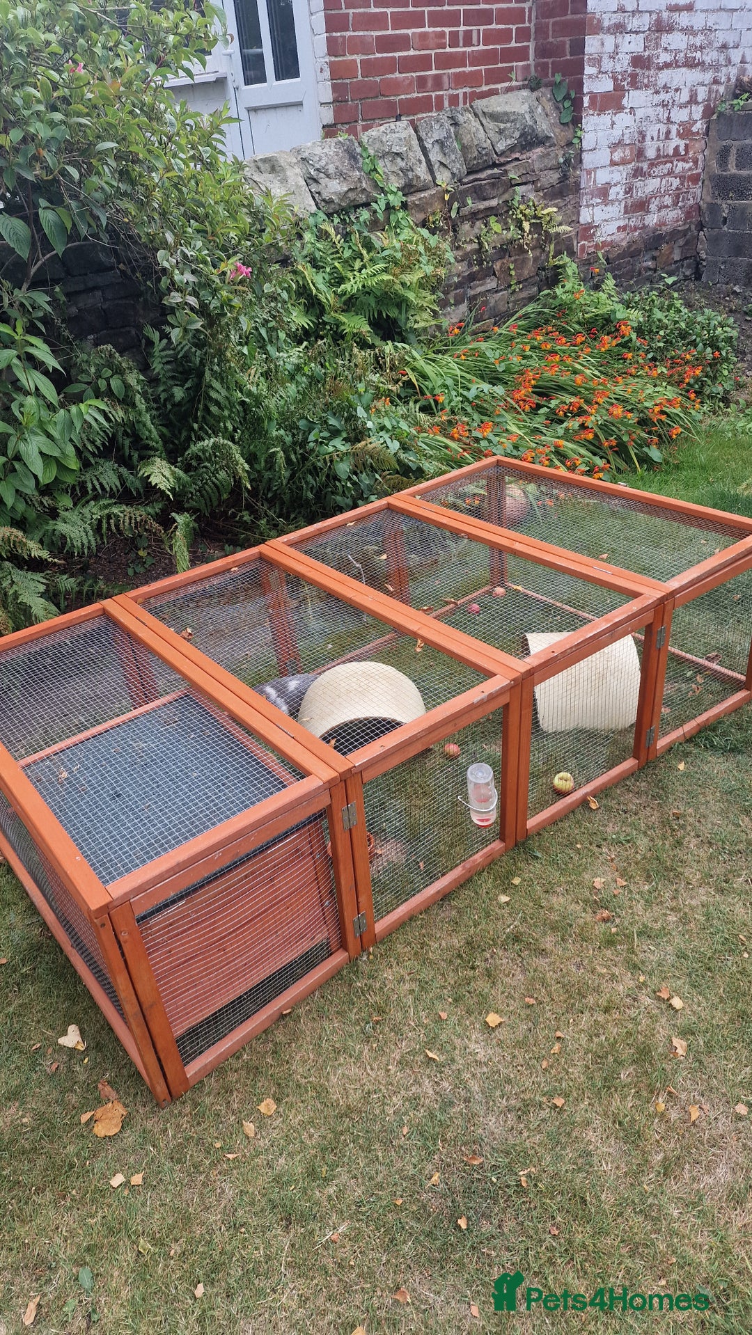 Guinea Pig rodents for sale: Guinea Pig set-up - Image 3