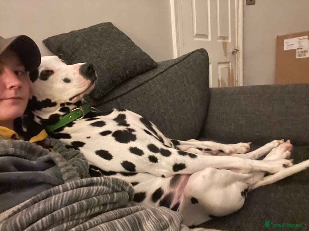 Dalmatian dogs for sale: Dalmatian 5 year old Male for Sale - Image 3