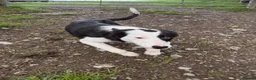 Border Collie dogs for sale: Border Collie Pup - Glen 🐾 - Advert 1