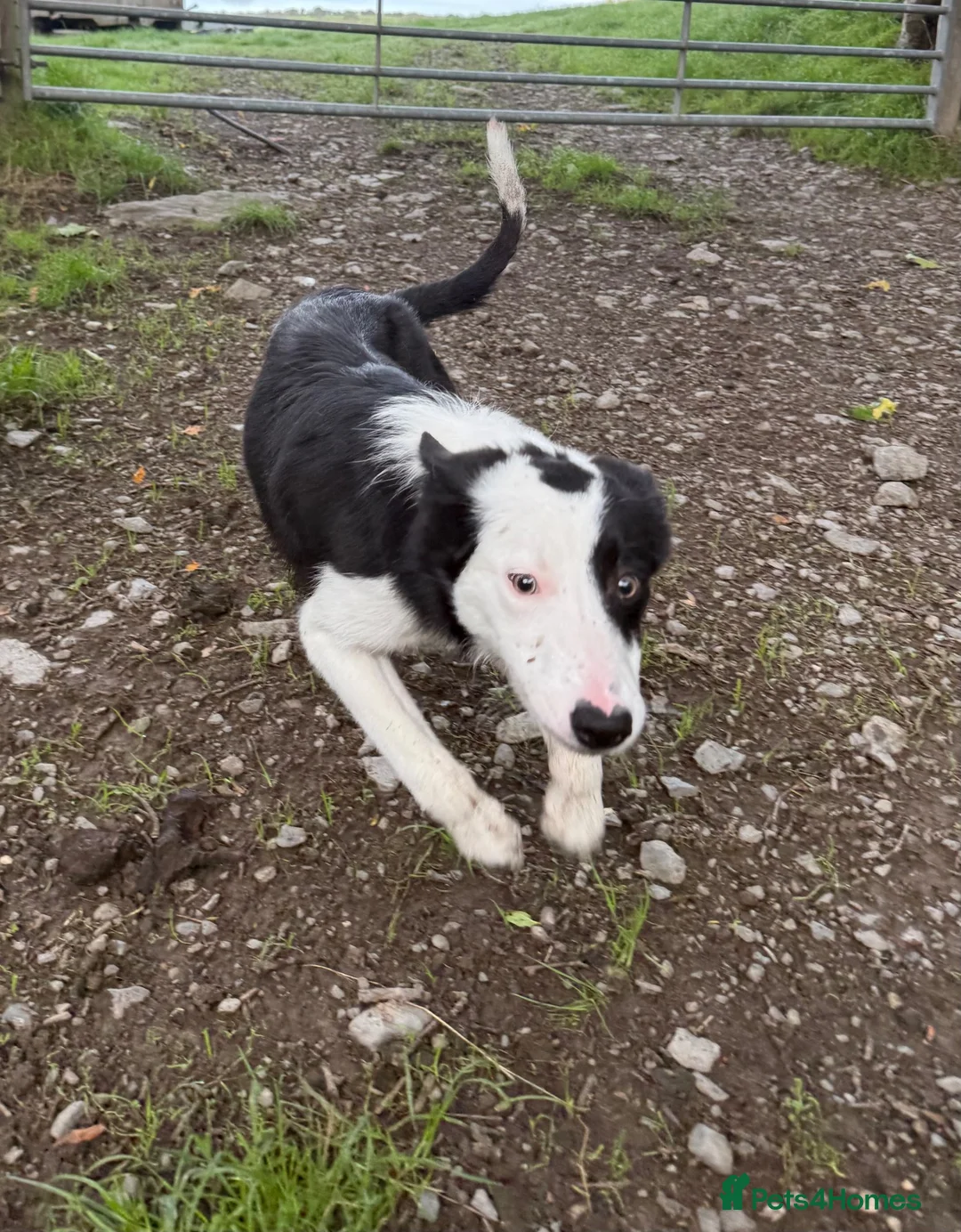 Border Collie dogs for sale: Border Collie Pup - Glen 🐾 - Advert 1