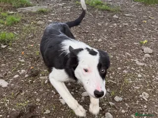 Border Collie dogs Border Collie Pup - Glen 🐾 - Advert 4