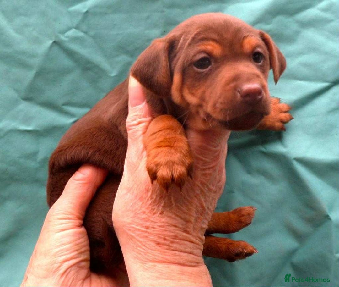 Jack Russell dogs for sale: Beautiful Muchwenlock Jack Russell puppies 🐾 - Advert 4