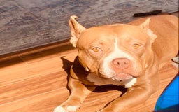 Mixed Breed dogs for sale: Stunning female pocket bully age 3 - Image 19