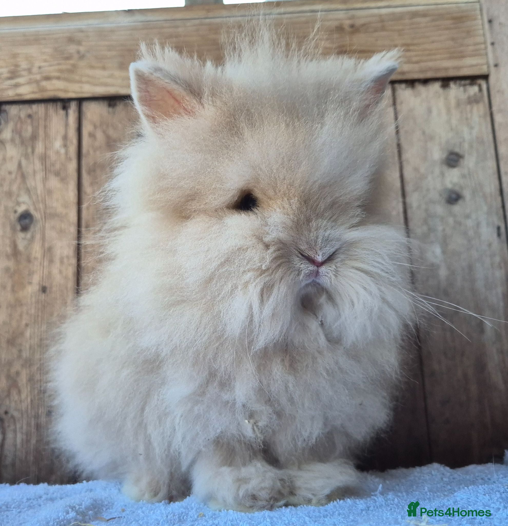 Lionhead rabbits Lion head babys ready now.  - Advert 7