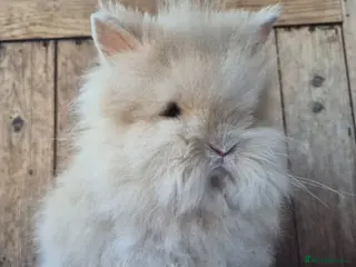 Lionhead rabbits Lion head babys ready now. - Advert 7