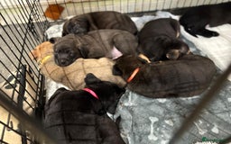 Mixed Breed dogs for sale: Gsd x Mali x Staffy - Image 13