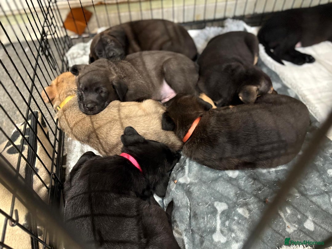 Mixed Breed dogs for sale: Gsd x Mali x Staffy - Image 13