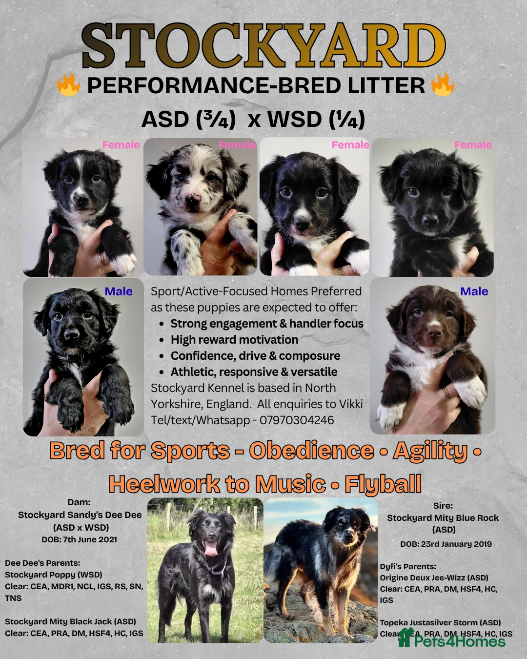 Mixed Breed dogs for sale: Sports/Performance bred puppies 3/4 ASD 1/4 WSD in York - Advert 1