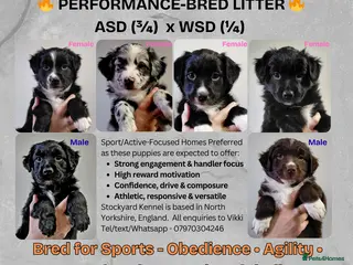 Mixed Breed dogs Sports/Performance bred puppies 3/4 ASD 1/4 WSD - Advert 12