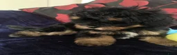Mixed Breed dogs for sale: shihpoo x maltese puppies for sale - Advert 13