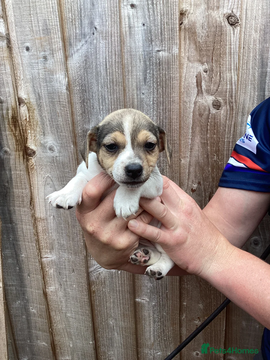 Jack Russell dogs for sale: Docked tail Jack Russel Puppies - Advert 2