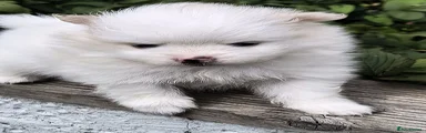 Pomeranian 2