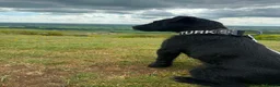 Patterdale Terrier dogs for sale: Male patterdale terrier - Advert 6