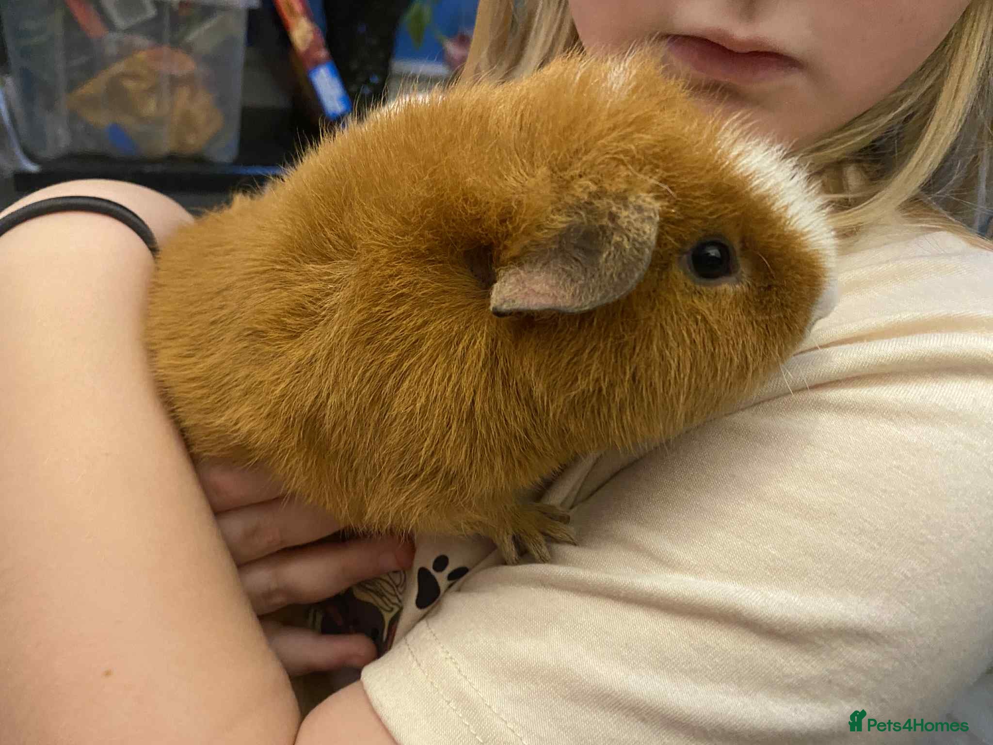 Guinea Pig rodents Male baby guinea pig teddy's & funkys - Advert 18