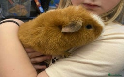 Guinea Pig rodents for sale: Male baby guinea pig teddy's & funkys - Image 1