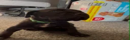 Cane Corso dogs for sale: 1 left 🐾🐶Cane Corso Mastiff Puppies for Sale  - Advert 21