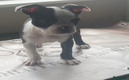 Boston Terrier dogs for sale: How is she the last puppy she’s perfect!  - Image 10