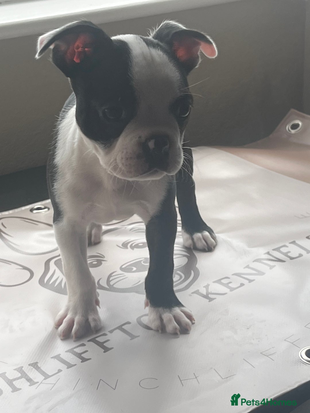 Boston Terrier dogs for sale: How is she the last puppy she’s perfect!  - Image 10