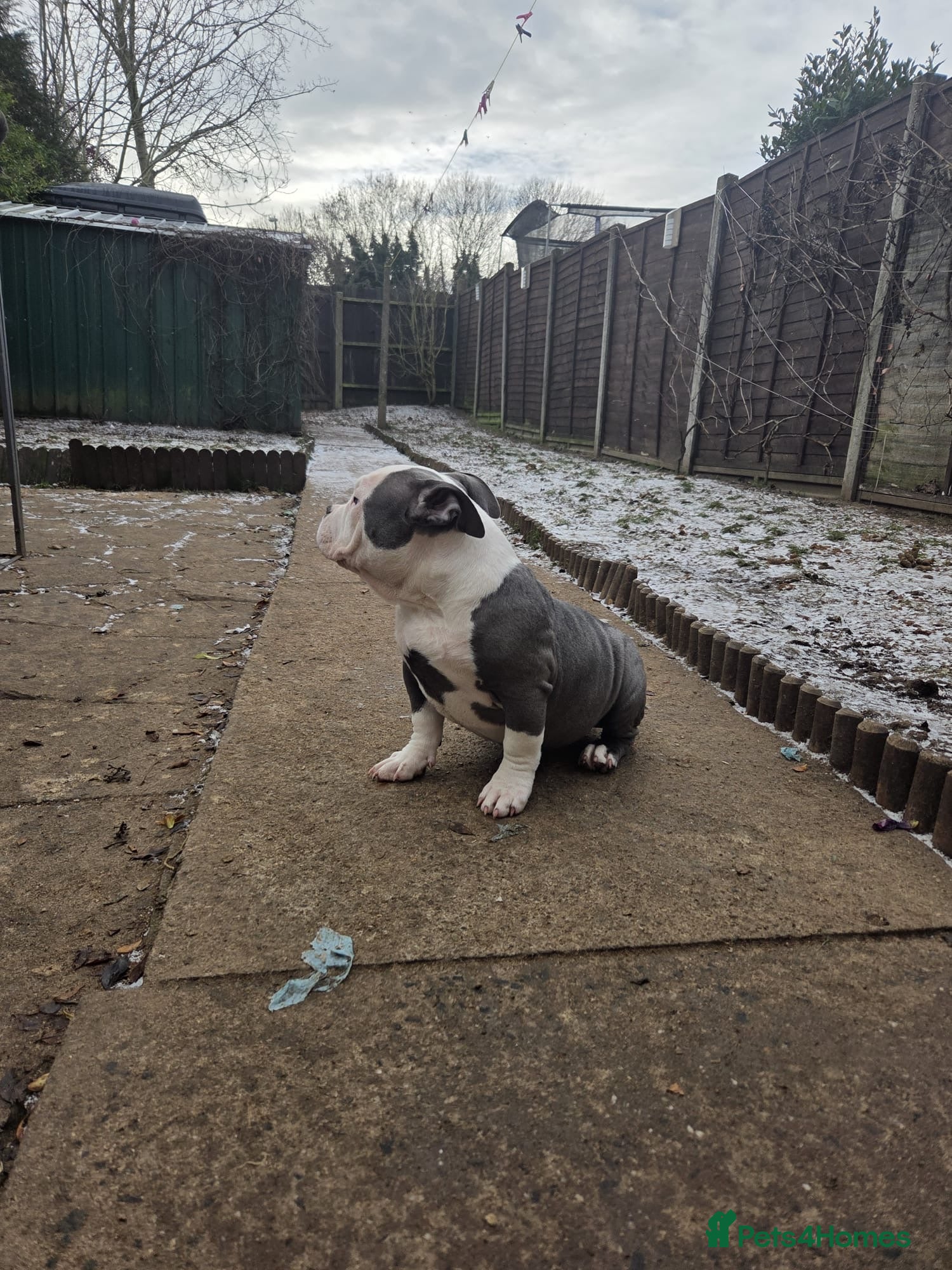 American Bully dogs 🐾SALE!!! ABKC Registered Micro Bully Puppies! 🐾 - Advert 16
