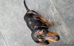 Miniature Dachshund dogs for sale: Stunning miniature dachshund boy - Image 4