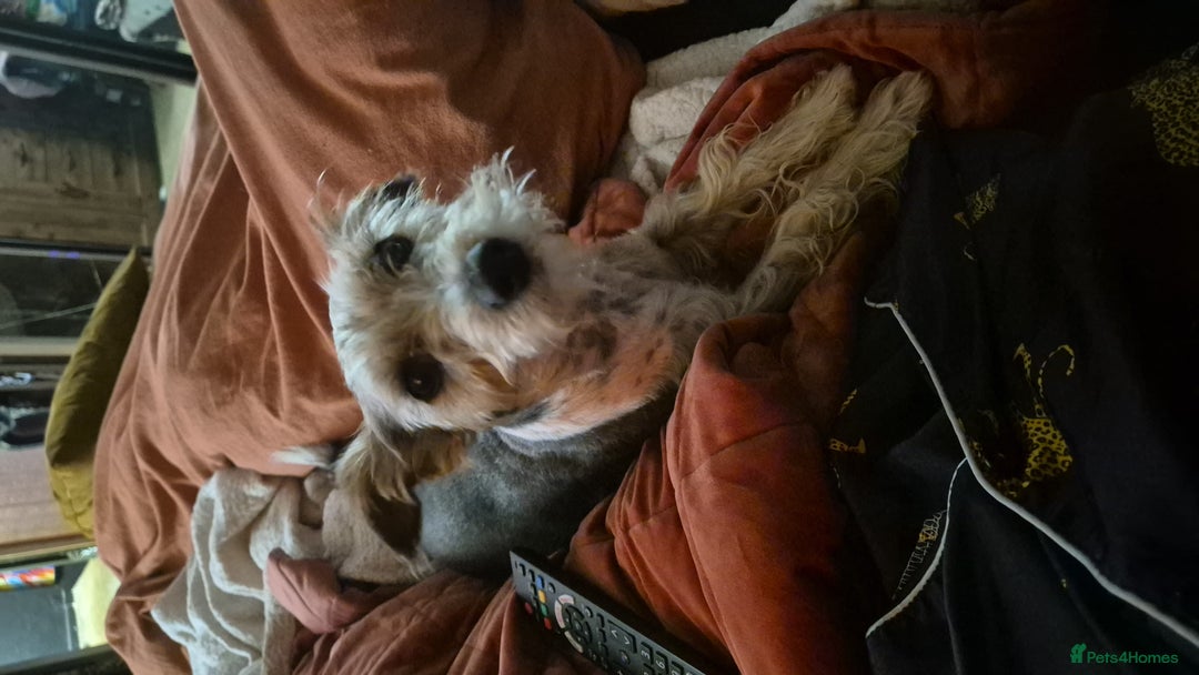 Mixed Breed dogs for sale: Reluctant Sale Jack Russle terrior  - Image 1