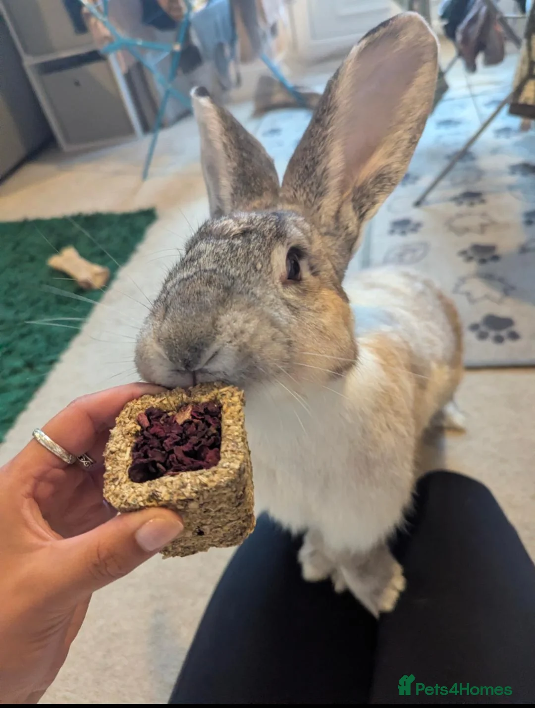 Flemish rabbits for sale: 1 year old Female Flemish Giant - Advert 1