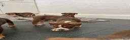 Old Tyme Bulldog dogs for sale: BEAUTIFUL OLD TYME BULLDOG PUPPIES - Advert 18
