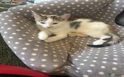 Mixed Breed cats for sale: Calico female kitten - Image 1