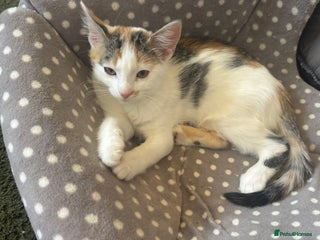 Mixed Breed cats - Advert 36