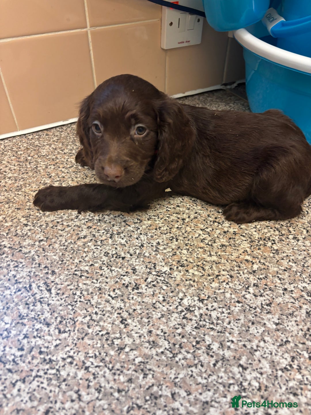 Mixed Breed dogs for sale: Sproodles - Image 4