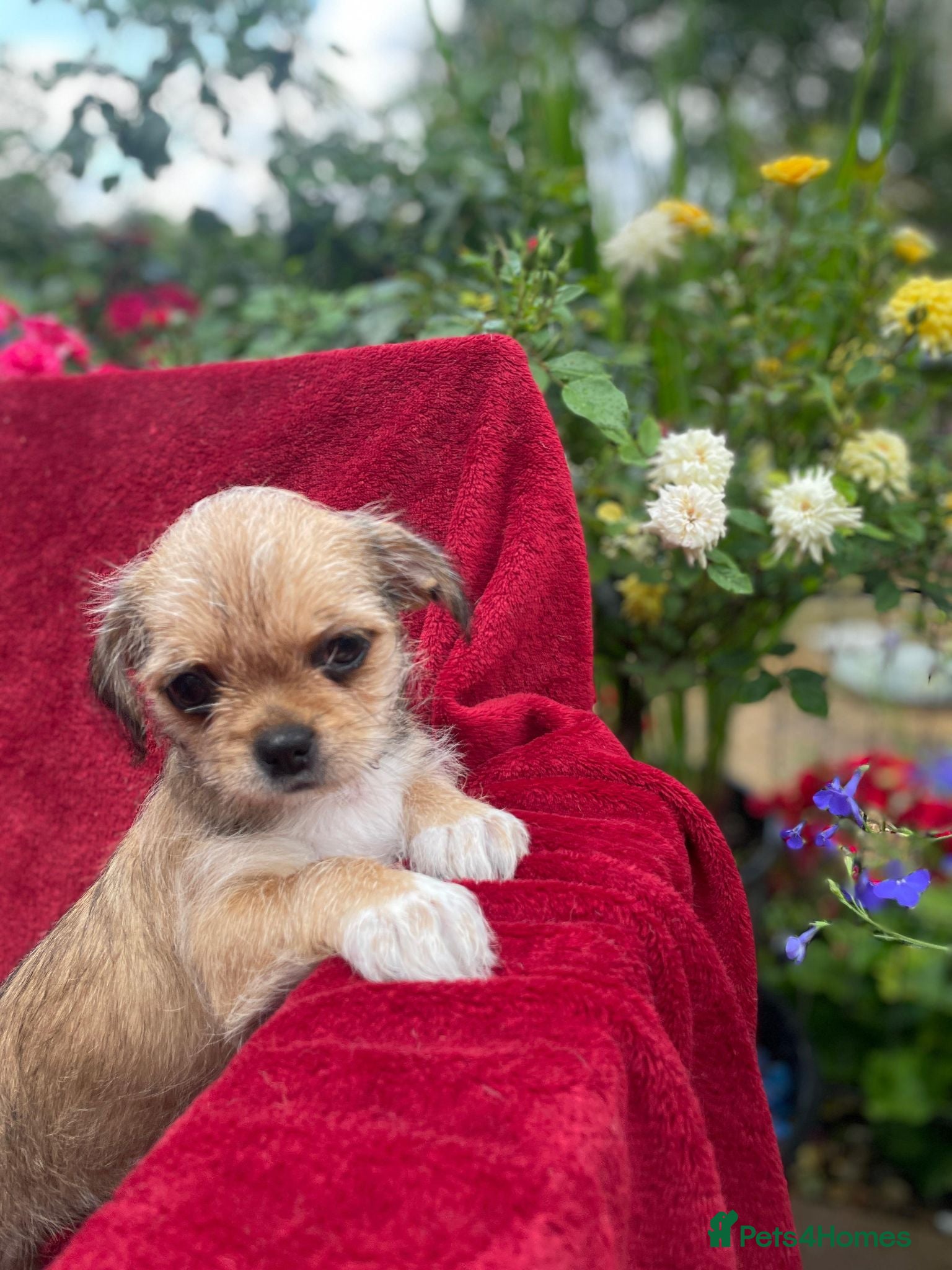 Mixed Breed dogs Lovely litter of beautiful shichis - Advert 2