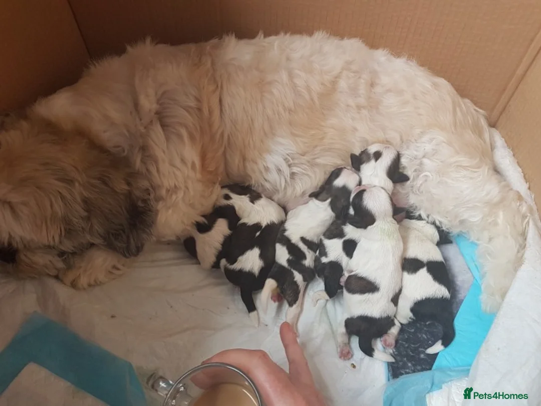 Shih Tzu dogs for stud: KC HARROPINE LUSTY DUSTY FOR STUD ONLY in Bridgend - Advert 6
