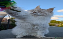 Maine Coon cats for sale: Black Silver Shaded Active proven boy - Image 1