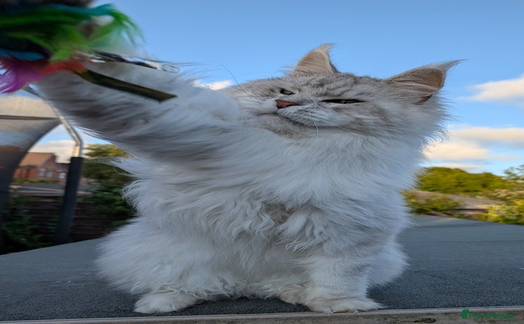 Maine Coon cats - Advert 1