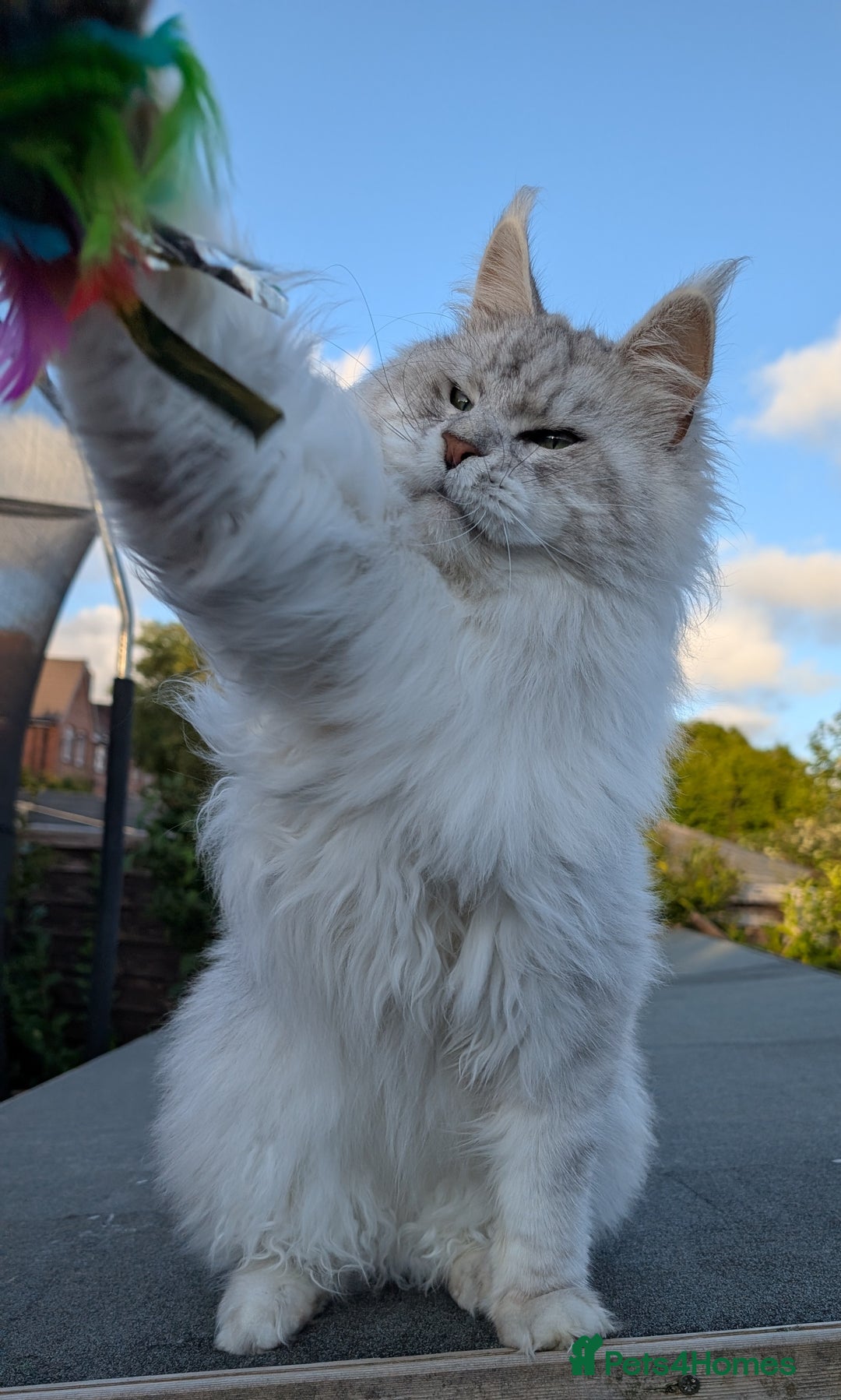 Maine Coon cats for sale: Black Silver Shaded Active proven boy - Image 1