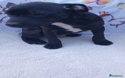 Staffordshire Bull Terrier dogs for sale: KC registeres Staffordshire bull terrier puppies - Image 6