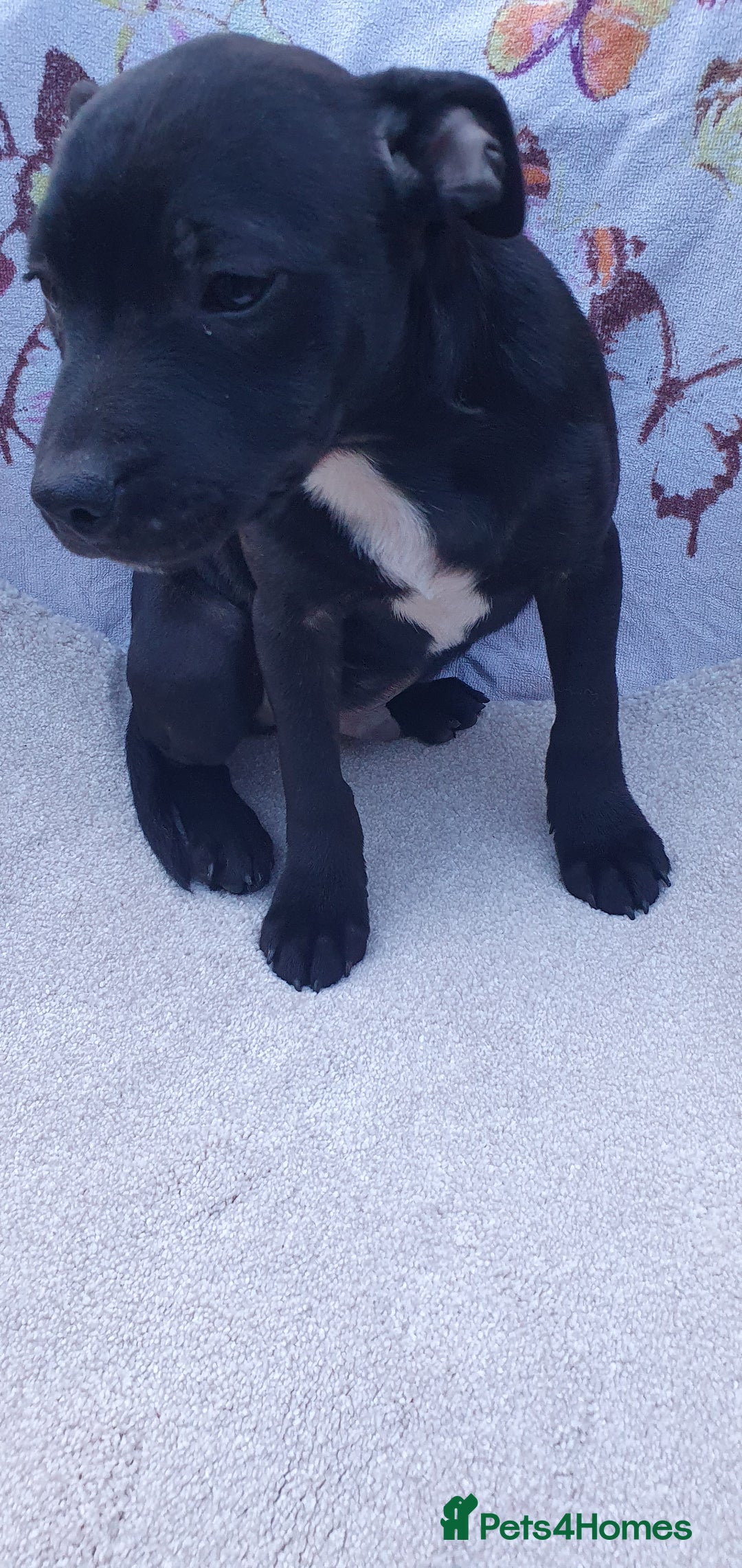 Staffordshire Bull Terrier dogs for sale: KC registeres Staffordshire bull terrier puppies - Image 6