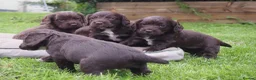 Cocker Spaniel dogs for sale: KC registered Working Cockers- Maesydderwen bred - Advert 3