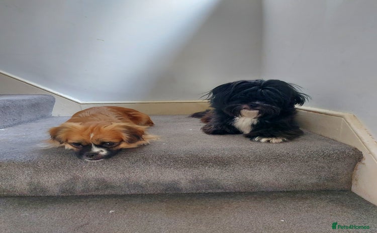 Mixed Breed dogs - Advert 1