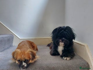 Mixed Breed dogs - Advert 7