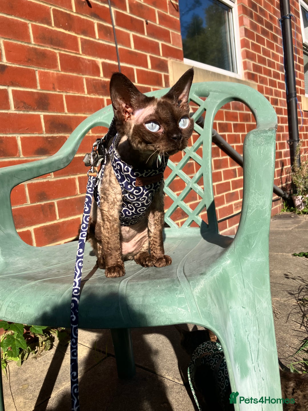 Devon Rex cats for sale: GCCF Registered Young Adult Females - Advert 19