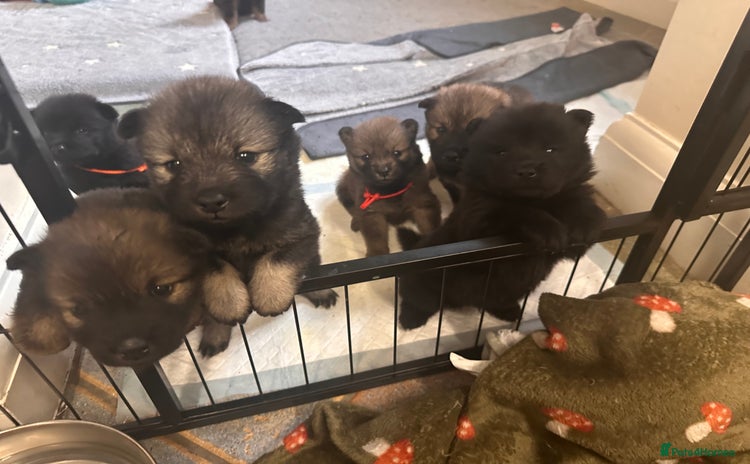 Eurasier dogs - Advert 2