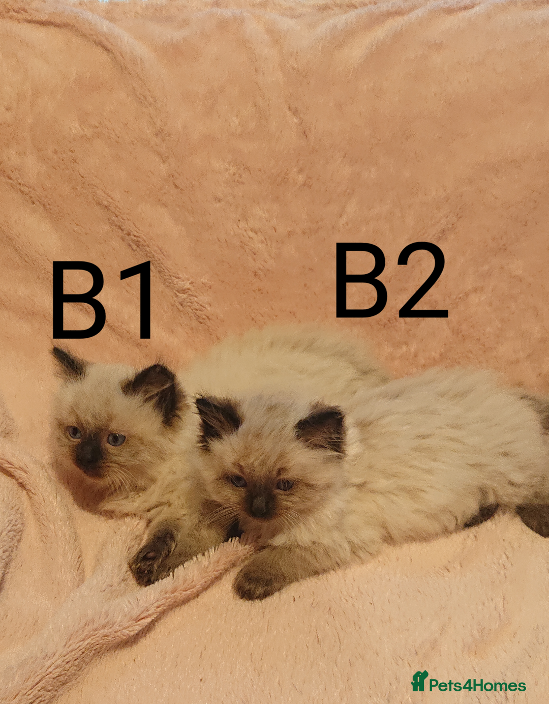 Ragdoll cats for sale: 4 BOYS 100% RAGDOLLS CATS, 550Ł 😽 😻 😸  - Advert 2