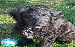 Bordoodle dogs for sale: Female fb1puppies - Image 1