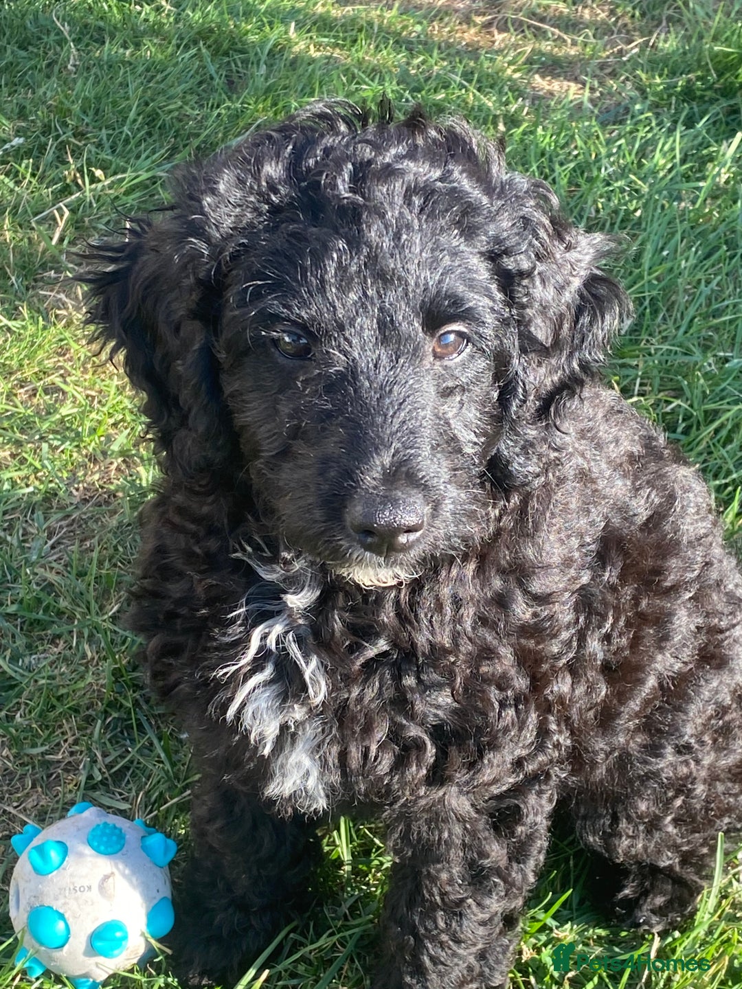 Bordoodle dogs for sale: Female fb1puppies - Image 1