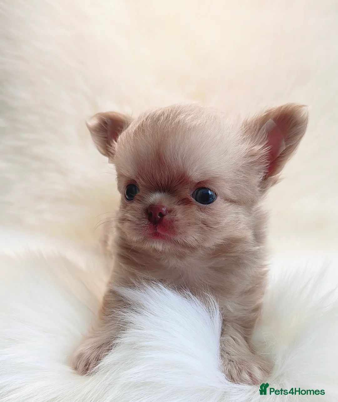 Chihuahua dogs for sale: Beautiful lilac chihuahuas  in Doncaster - Advert 19